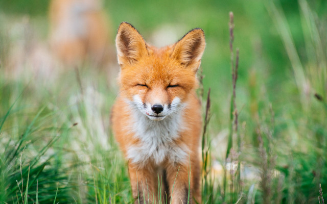 Red fox closed eyes grass free wallpaper - medium preview image