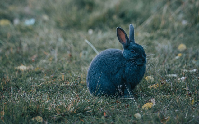 Blue rabbit grass background nature free wallpaper - medium preview image