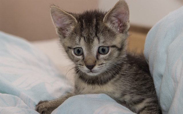 Small kitten on bed with free wallpaper - medium preview image