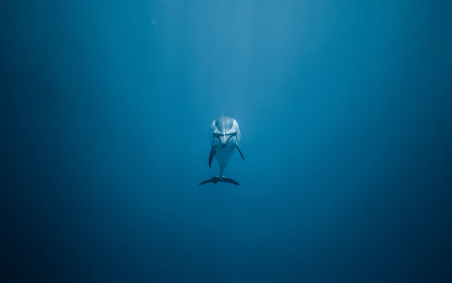 White shark surfboard ocean minimalism free wallpaper - medium preview image