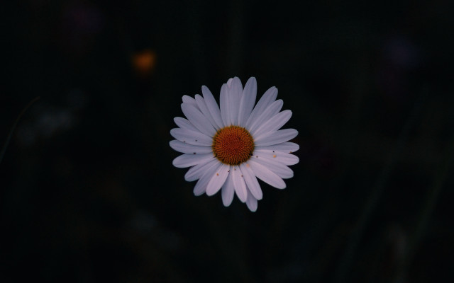 White flower red center night free wallpaper - medium preview image