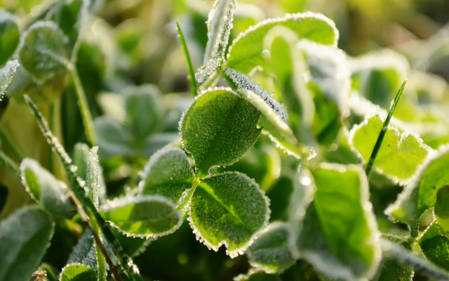Frosted leaf macro ecological art free wallpaper - medium preview image