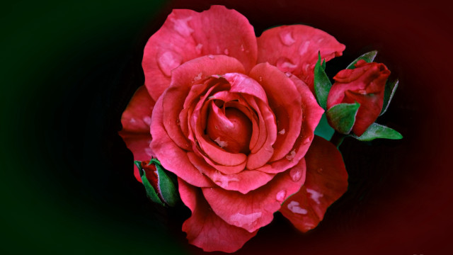 Red rose water droplets macro #37 free wallpaper - medium preview image