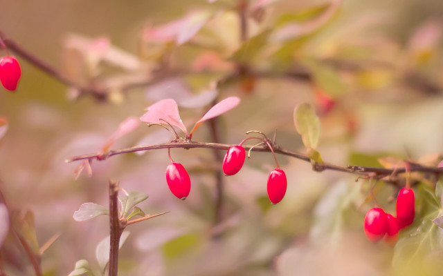 Branch berries leaves bokeh macro free wallpaper - medium preview image