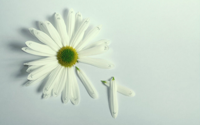 White flower green center minimalist free wallpaper - medium preview image