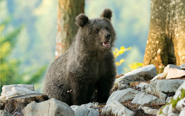 Bear rock woods open mouth free wallpaper - medium preview image