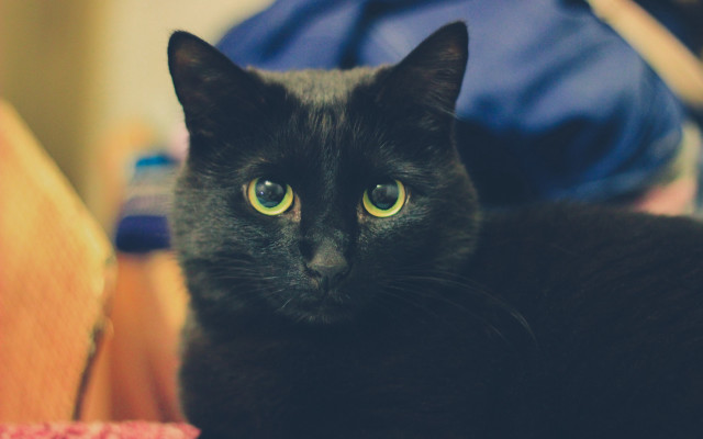 Black cat green eyes bed #2 free wallpaper - medium preview image