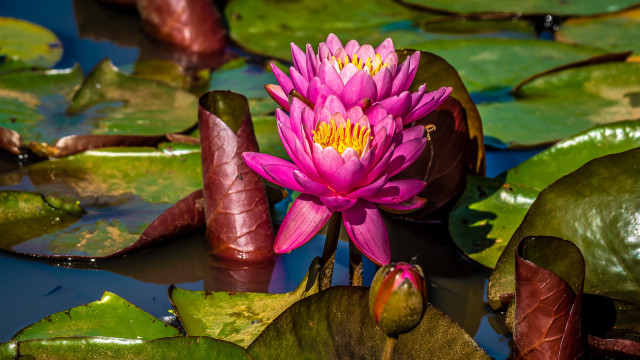 Pink flower pond water lilies #2 free wallpaper - medium preview image