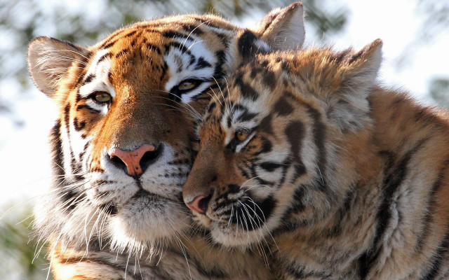 Tigers cuddling sunlight trees wildlife free wallpaper - medium preview image