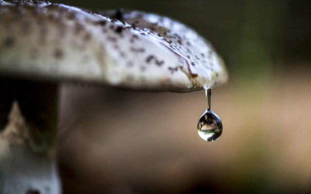 Water drop mushroom macro blurry free wallpaper - medium preview image