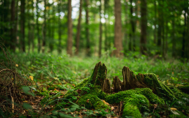 Mossy log forest path blurry free wallpaper - medium preview image