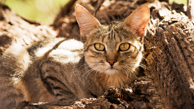 Sad cat dirt tree stump free wallpaper - medium preview image
