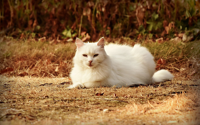White cat lying in grass free wallpaper - medium preview image