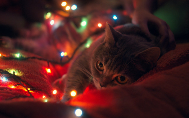 Cat christmas lights blurry moon free wallpaper - medium preview image