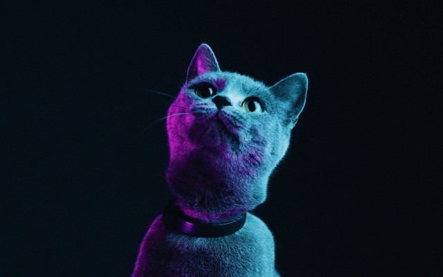 Cat collar looking up purple free wallpaper - medium preview image
