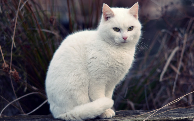 White cat on rock in free wallpaper - medium preview image