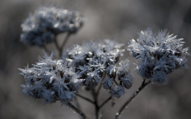 Frosty plant macro christmas snow free wallpaper - medium preview image