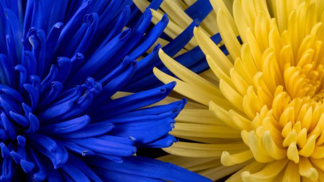 Blue yellow flower macro bouquet free wallpaper - medium preview image