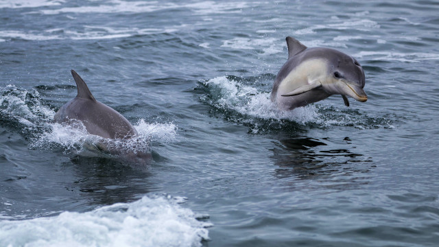 Dolphins jumping ocean beach sky free wallpaper - medium preview image