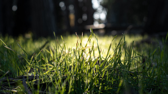 Grassy patch tree night forest free wallpaper - medium preview image