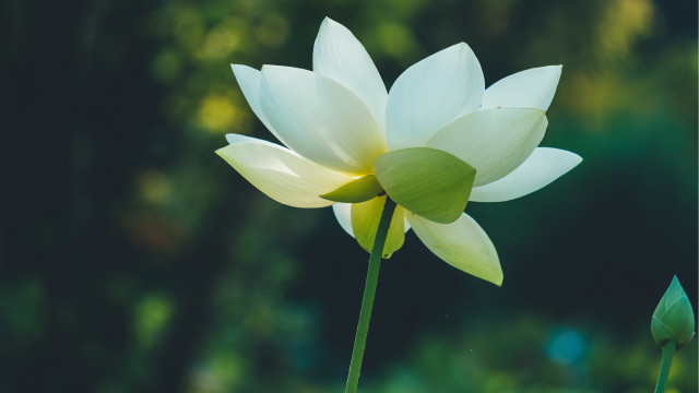 White flower green stem bloom free wallpaper - medium preview image