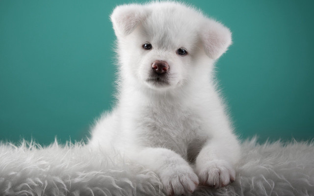 White puppy fluffy blanket sad free wallpaper - medium preview image