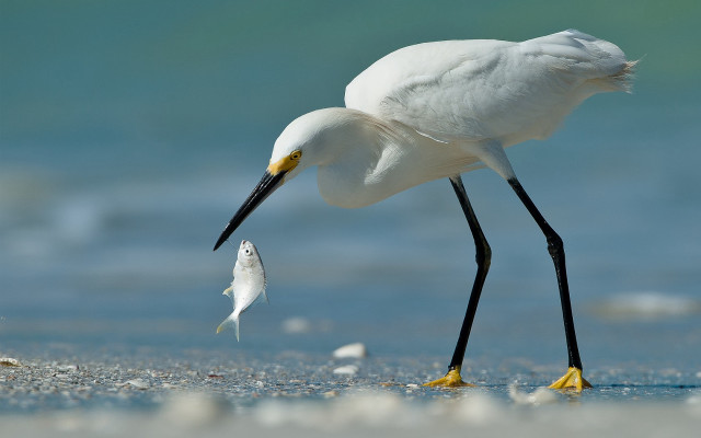 White bird fish beach water free wallpaper - medium preview image