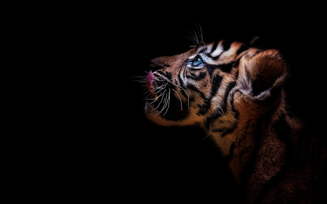Tiger wide eyed dark sky free wallpaper - medium preview image
