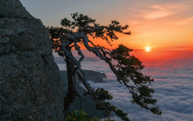 Mountain top sunset tree autumn free wallpaper - medium preview image
