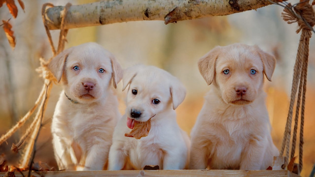 Three puppies swing woods sticks free wallpaper - medium preview image
