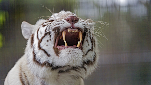 White tiger open mouth sharp free wallpaper - medium preview image