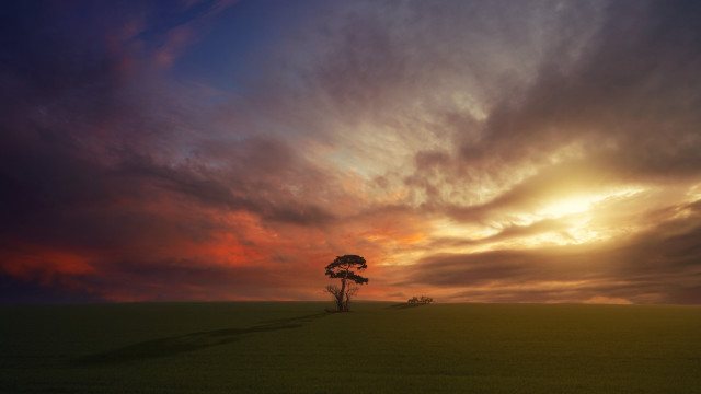 Lone tree sunset clouds beach free wallpaper - medium preview image
