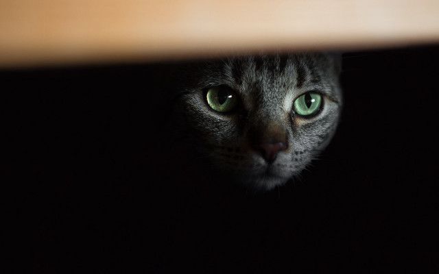Black cat green eyes looking free wallpaper - medium preview image