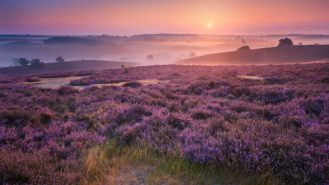 Sunset foggy hill path impressionist free wallpaper - medium preview image