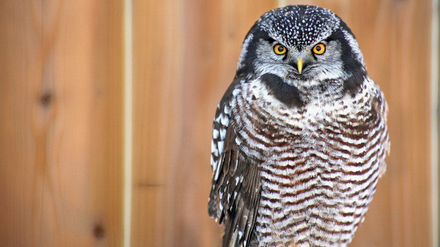 Bird fence closeup naturalism animal free wallpaper - medium preview image