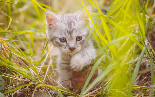 Kitten grass sad eye blur free wallpaper - medium preview image