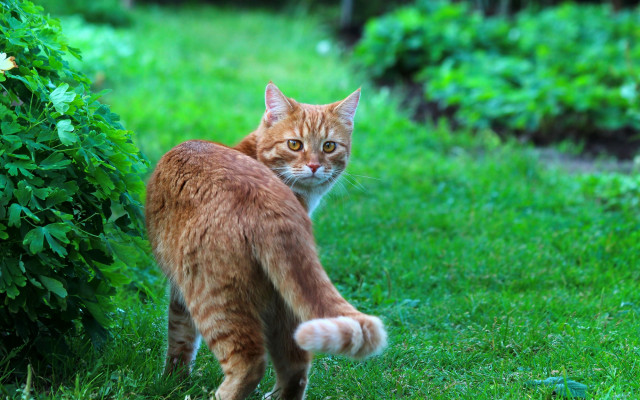 Cat grass bush glamor focus free wallpaper - medium preview image