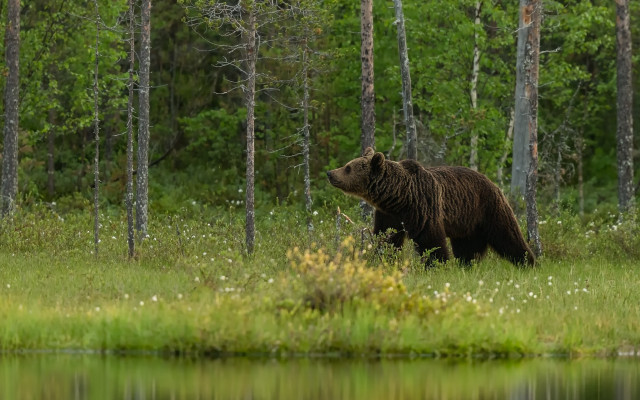 Bear forest lake whiteflowers wildlife free wallpaper - medium preview image