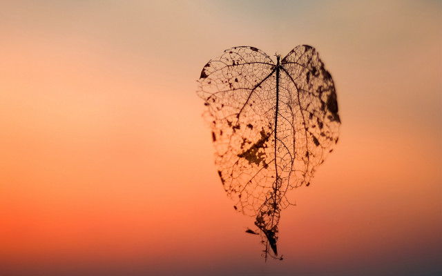 Heart plant stem sunset silhouette free wallpaper - medium preview image