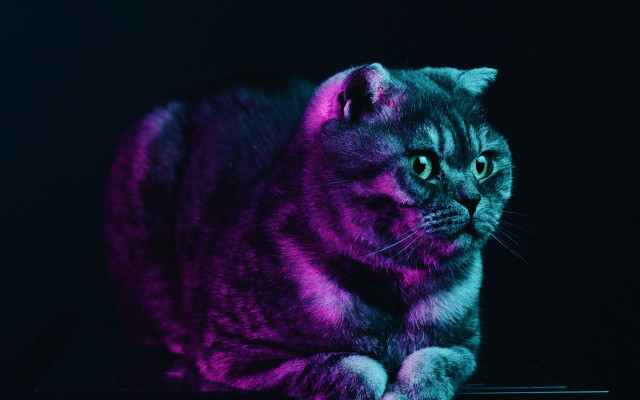 Cat purple light hologram monster free wallpaper - medium preview image