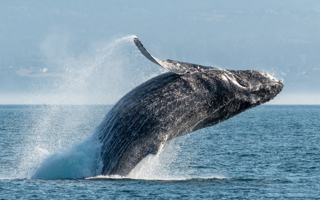 Whale jumping out of water free wallpaper - medium preview image