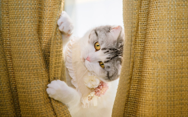Kawaii cat peeking curtain blush free wallpaper - medium preview image