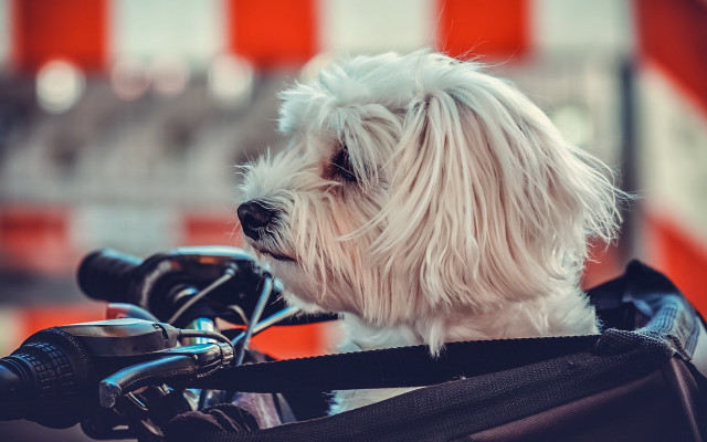 White dog motorcycle harness maximalism free wallpaper - medium preview image