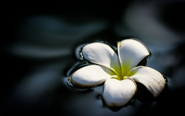 White flower floating water waterdrops free wallpaper - medium preview image