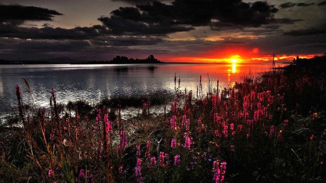 Sunset lake pink flowers dusk free wallpaper - medium preview image