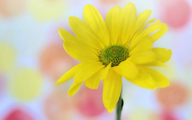 Yellow flower blurry background macro #3 free wallpaper - medium preview image