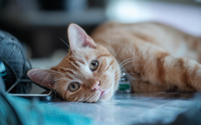 Cat yarn vanitas blurry shiba free wallpaper - medium preview image