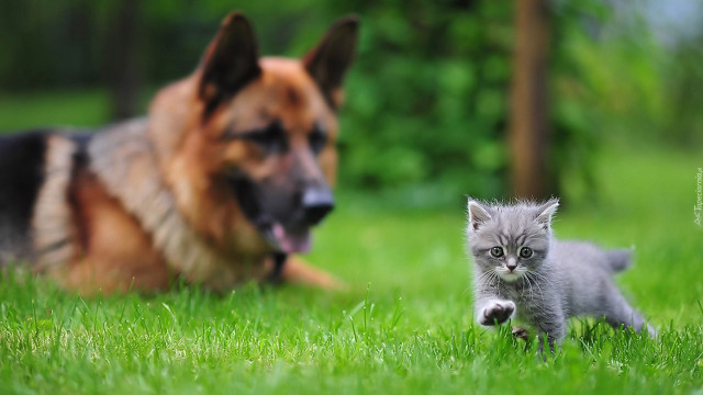 Cat dog grass bokeh blurry free wallpaper - medium preview image