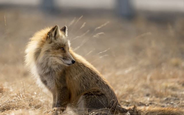 Fox field drygrass wildlife focus free wallpaper - medium preview image