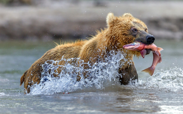 Bear fish water open mouth free wallpaper - medium preview image